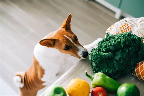 狗狗可以吃哪些蔬菜？您知道嗎？