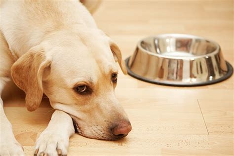 狗狗拉肚子要禁食嗎？讓我們深入探討！