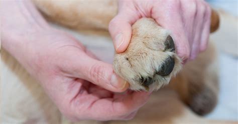 狗狗腳掌裂開怎麼辦？關鍵處理方法大揭密！