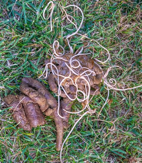 狗狗大便有蟲怎麼辦？掌握寄生蟲防治秘訣！